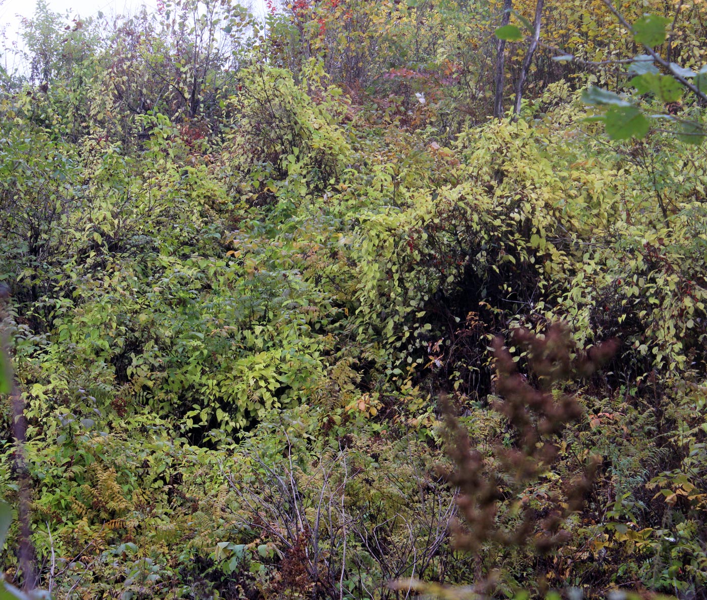 Image of Schisandra chinensis specimen.