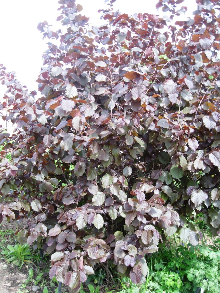 Image of Corylus avellana specimen.