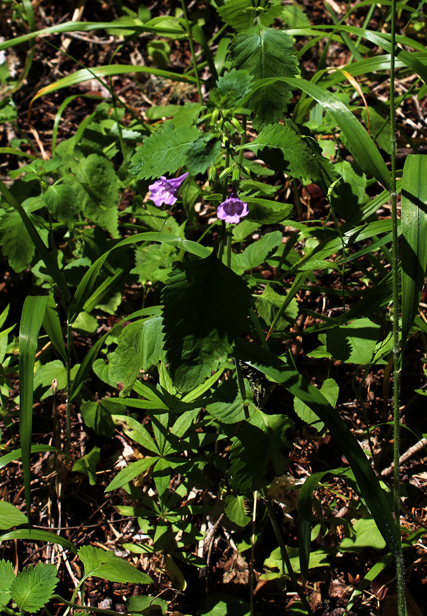 Image of Drymosiphon grandiflorus specimen.