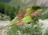Berberis vulgaris. Поражённый лист. Кабардино-Балкария, Эльбрусский р-н, окр. пос. Эльбрус, ок. 1800 м н.у.м., луг. 27.07.2017.