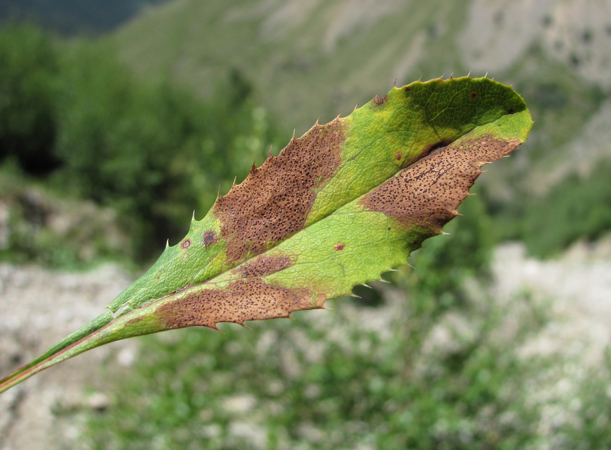 Image of Berberis vulgaris specimen.
