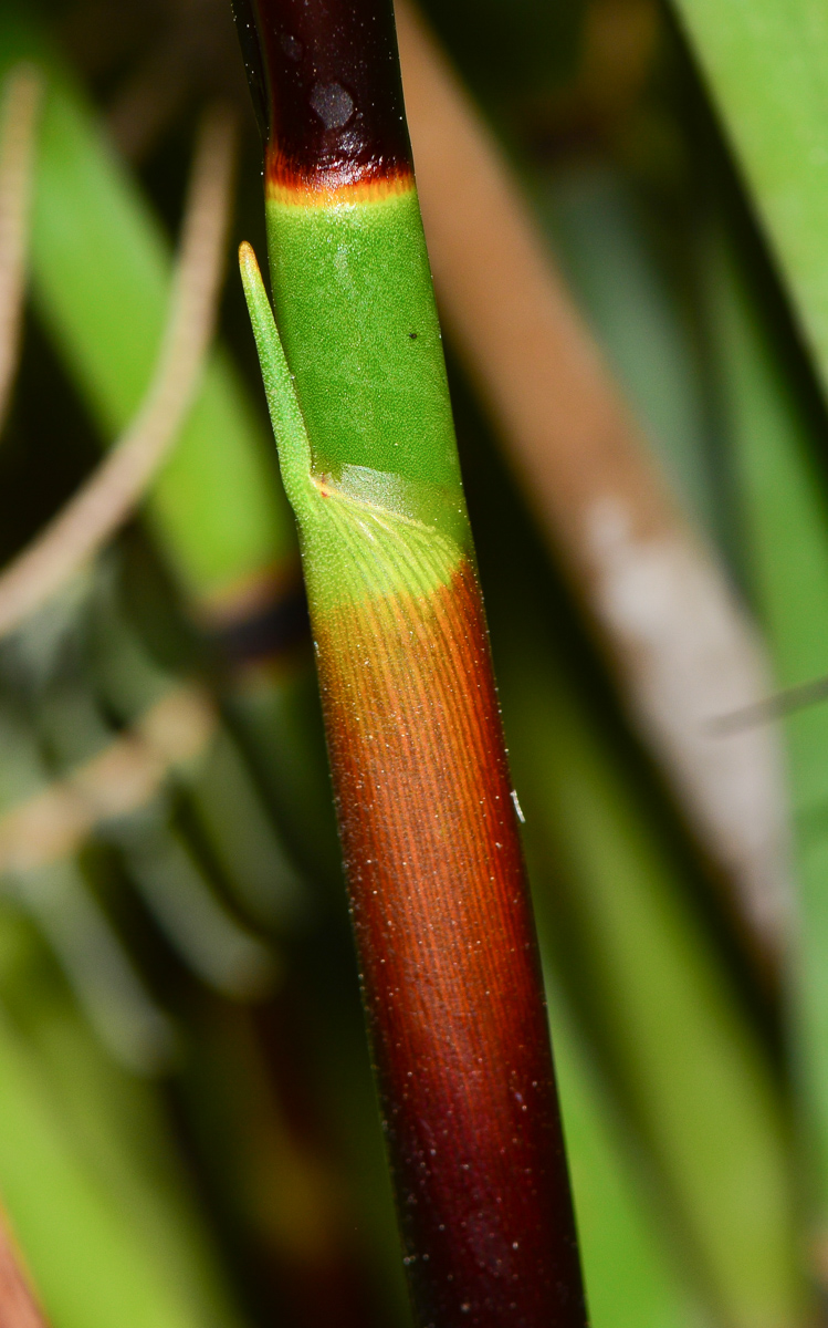 Image of Elegia tectorum specimen.