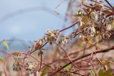 Fallopia dumetorum