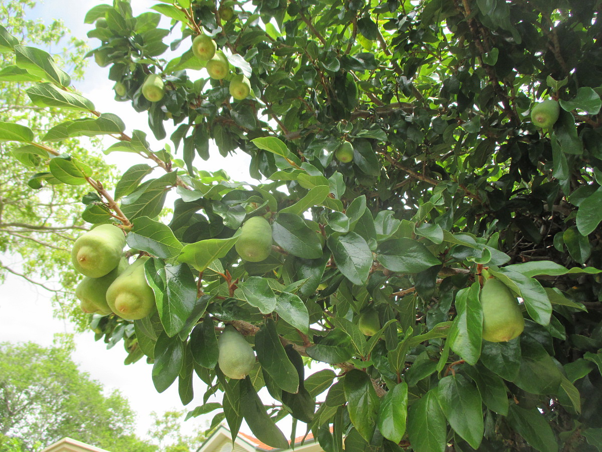 Изображение особи Ficus pumila.