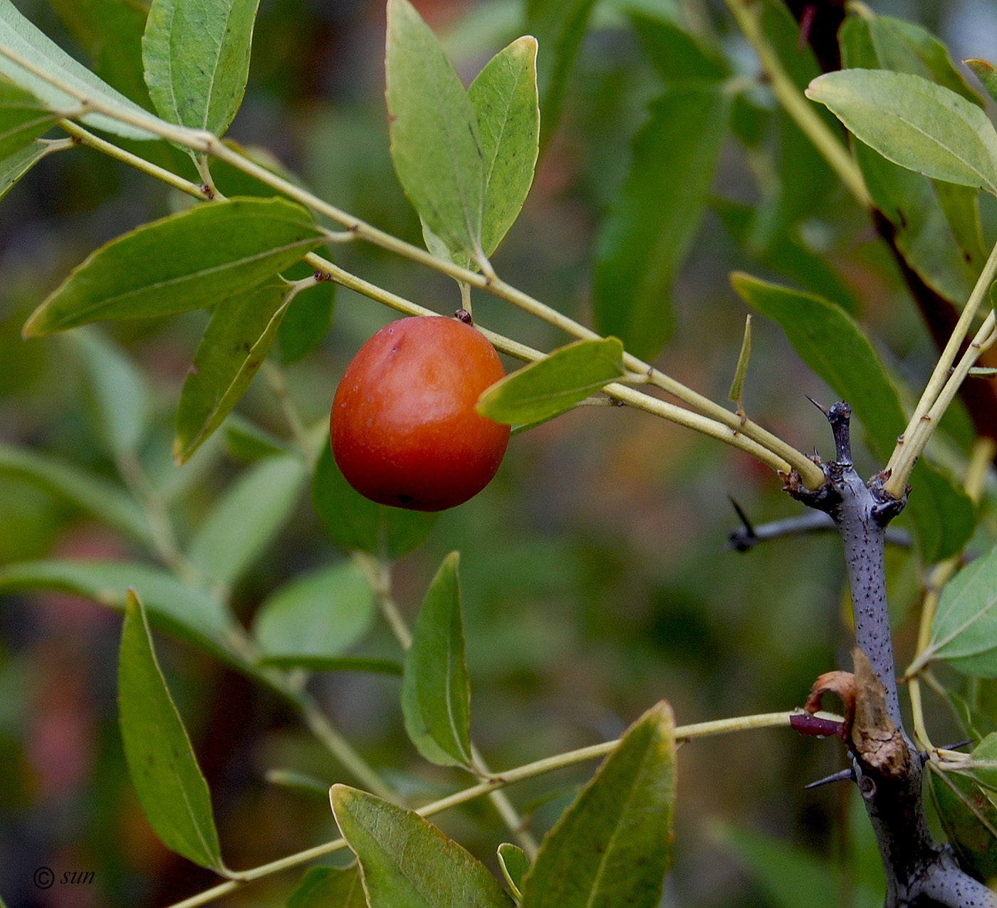 Image of Ziziphus jujuba specimen.