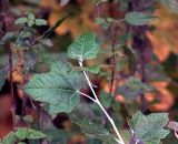 Populus alba