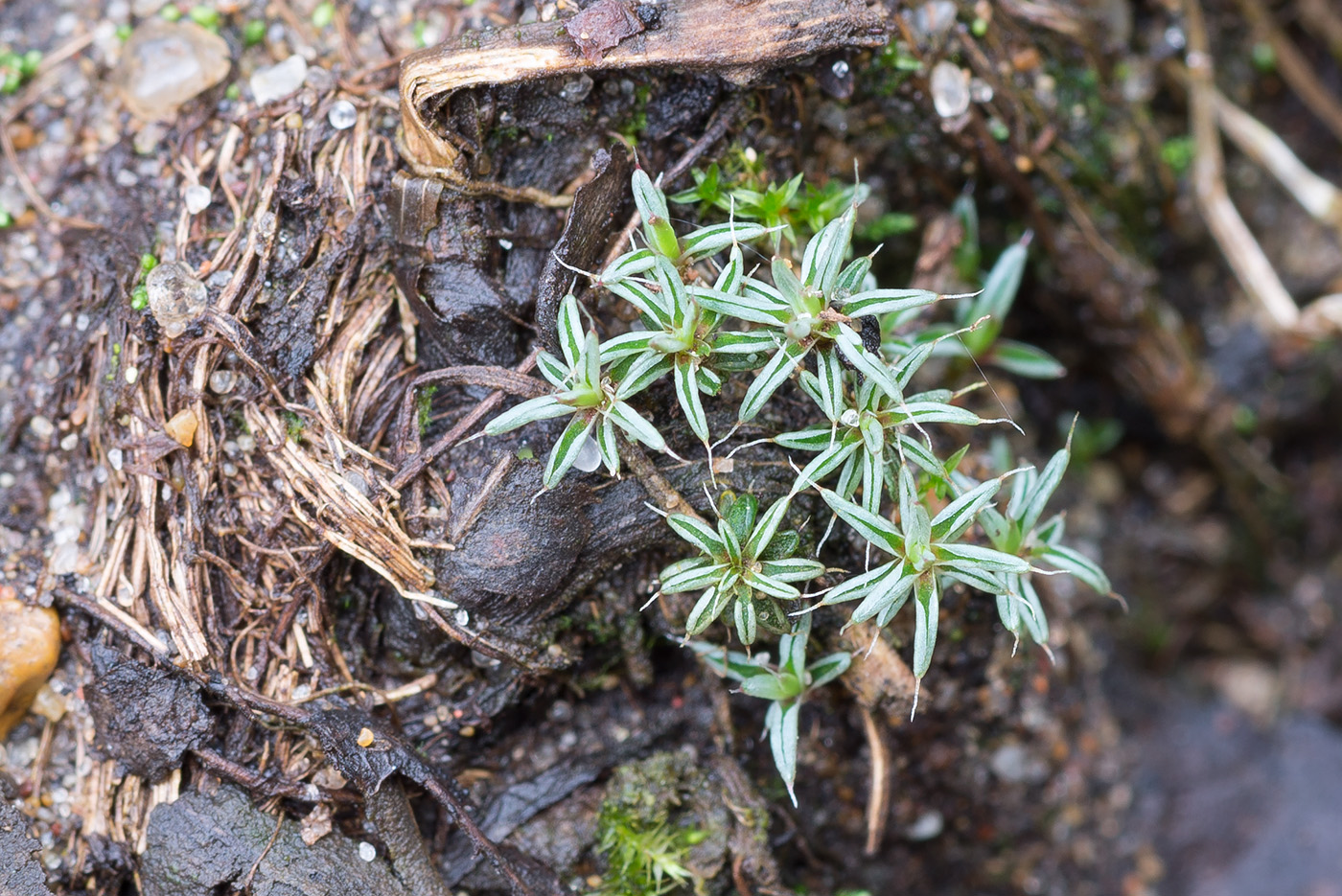 Image of Polytrichum piliferum specimen.