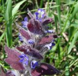 Ajuga orientalis. Верхушка цветущего растения. Краснодарский край, Кущёвский р-н, урочище Бугелы. 06.05.2010.