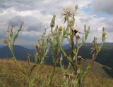 Tragopogon dasyrhynchus. Верхушка плодоносящего растения. Краснодарский край, м/о г. Геленджик, хр. Маркотх, гора Иорданова, ≈ 650 м н.у.м., горный луг. 23.07.2016.