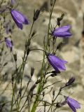 Campanula rotundifolia. Верхушки побегов с цветками и бутонами. Магаданская обл., окр. г. Магадан, побережье бухты Нагаева, в расщелине скалы. 10.07.2016.