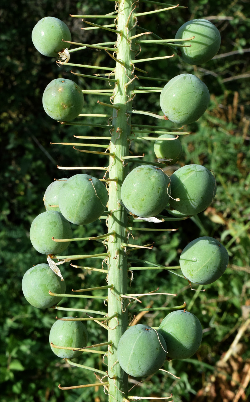 Изображение особи Eremurus robustus.