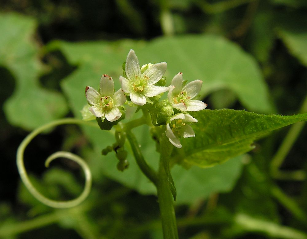 Image of Schizopepon bryoniifolius specimen.