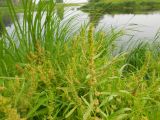 Rumex maritimus