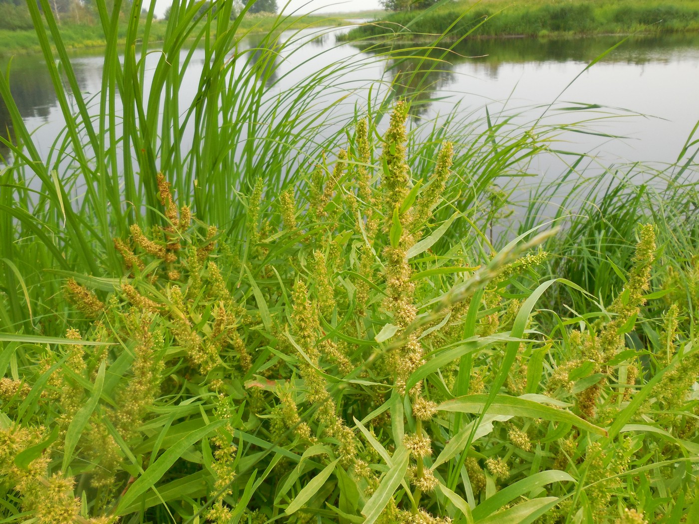 Image of Rumex maritimus specimen.