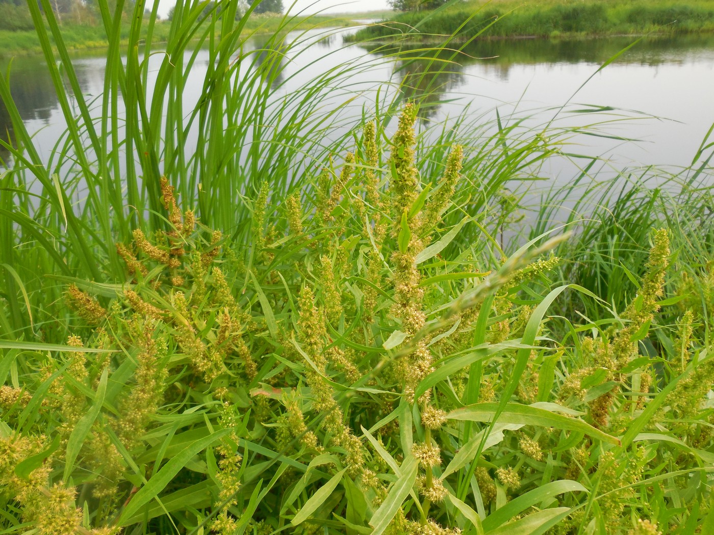 Изображение особи Rumex maritimus.