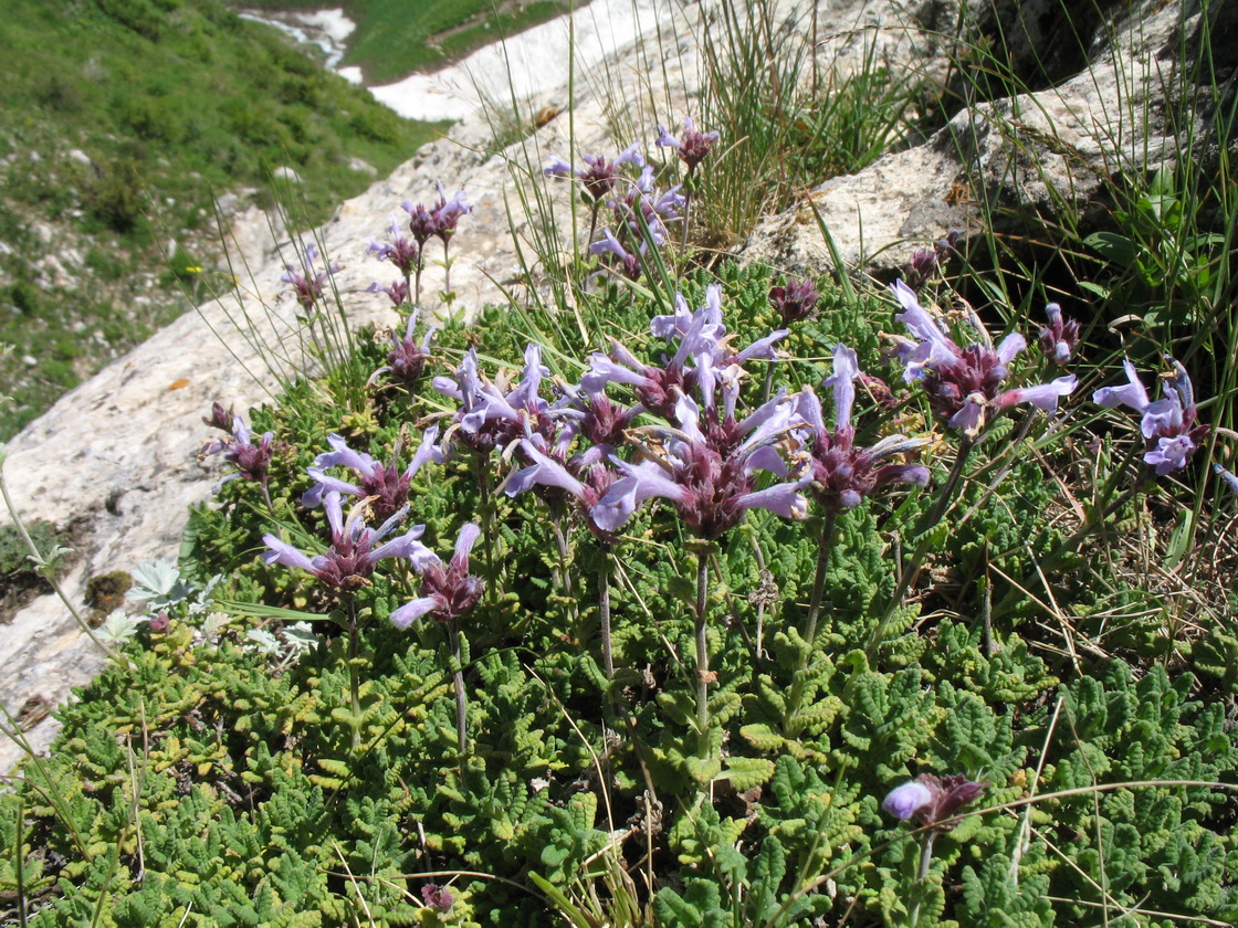 Image of Dracocephalum oblongifolium specimen.