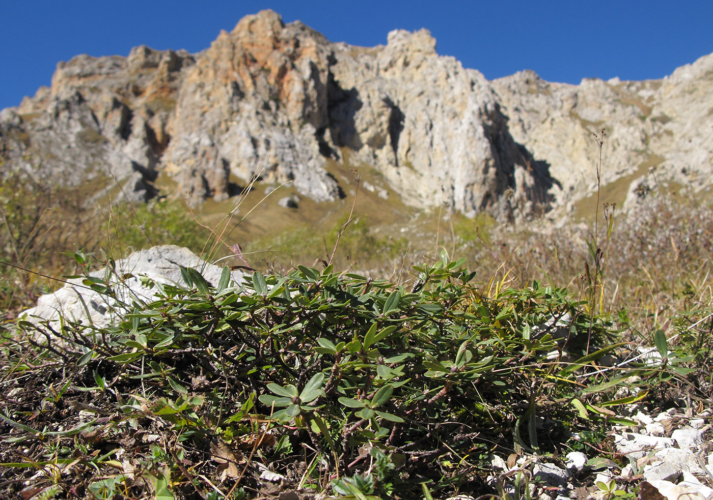 Image of Daphne circassica specimen.