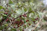 Cotoneaster melanocarpus. Ветви плодоносящего растения. Иркутская обл., Иркутский р-н, пос. Листвянка, скалистый берег. 27.07.2017.