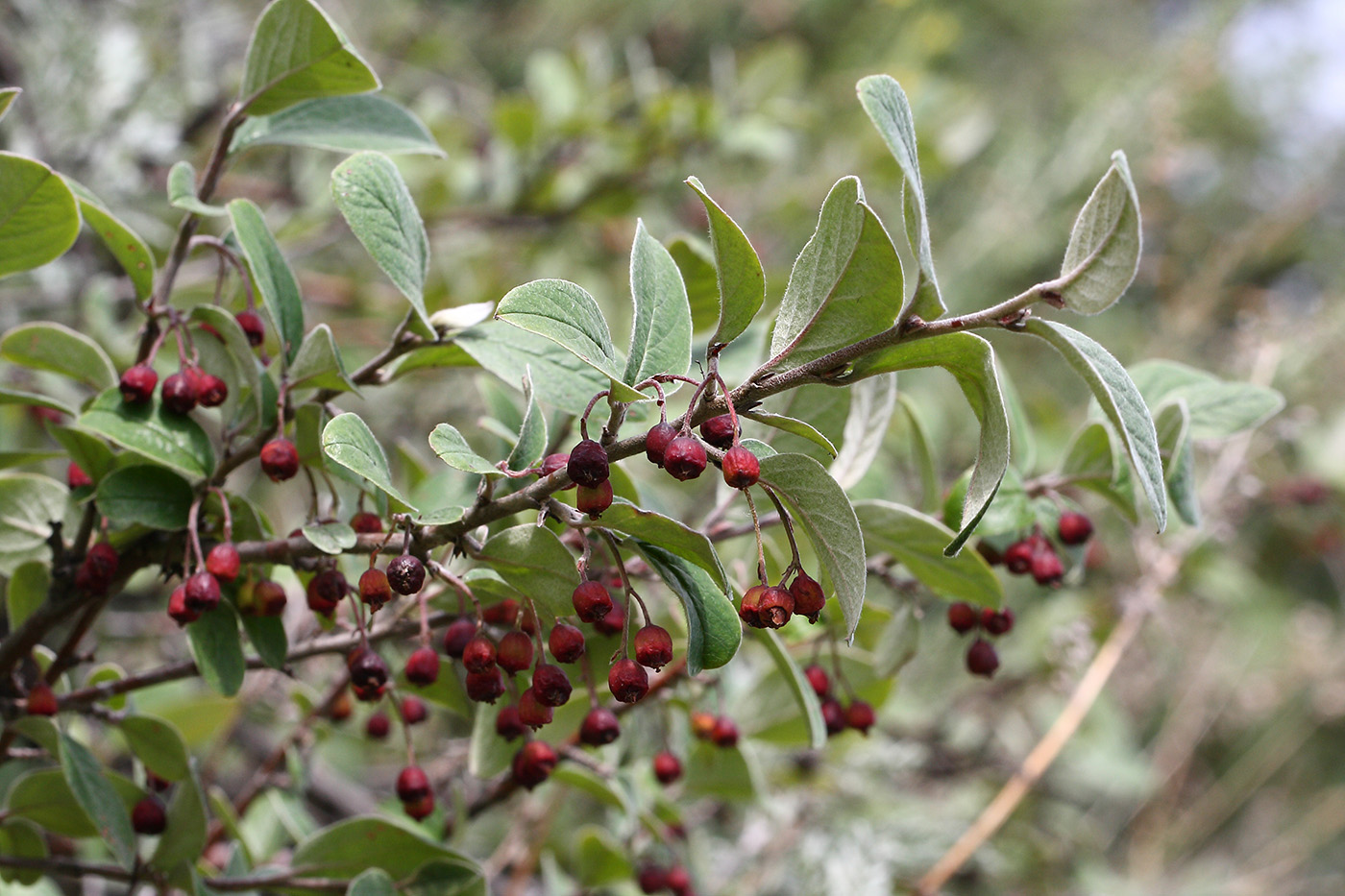 Image of Cotoneaster melanocarpus specimen.