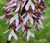 Orchis purpurea