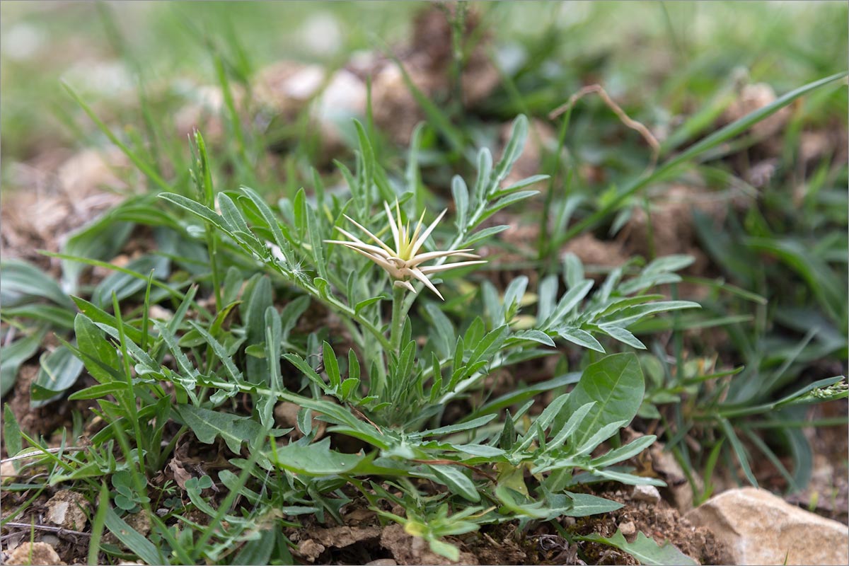 Image of Centaurea iberica specimen.