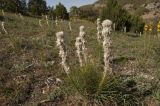 Asphodeline taurica