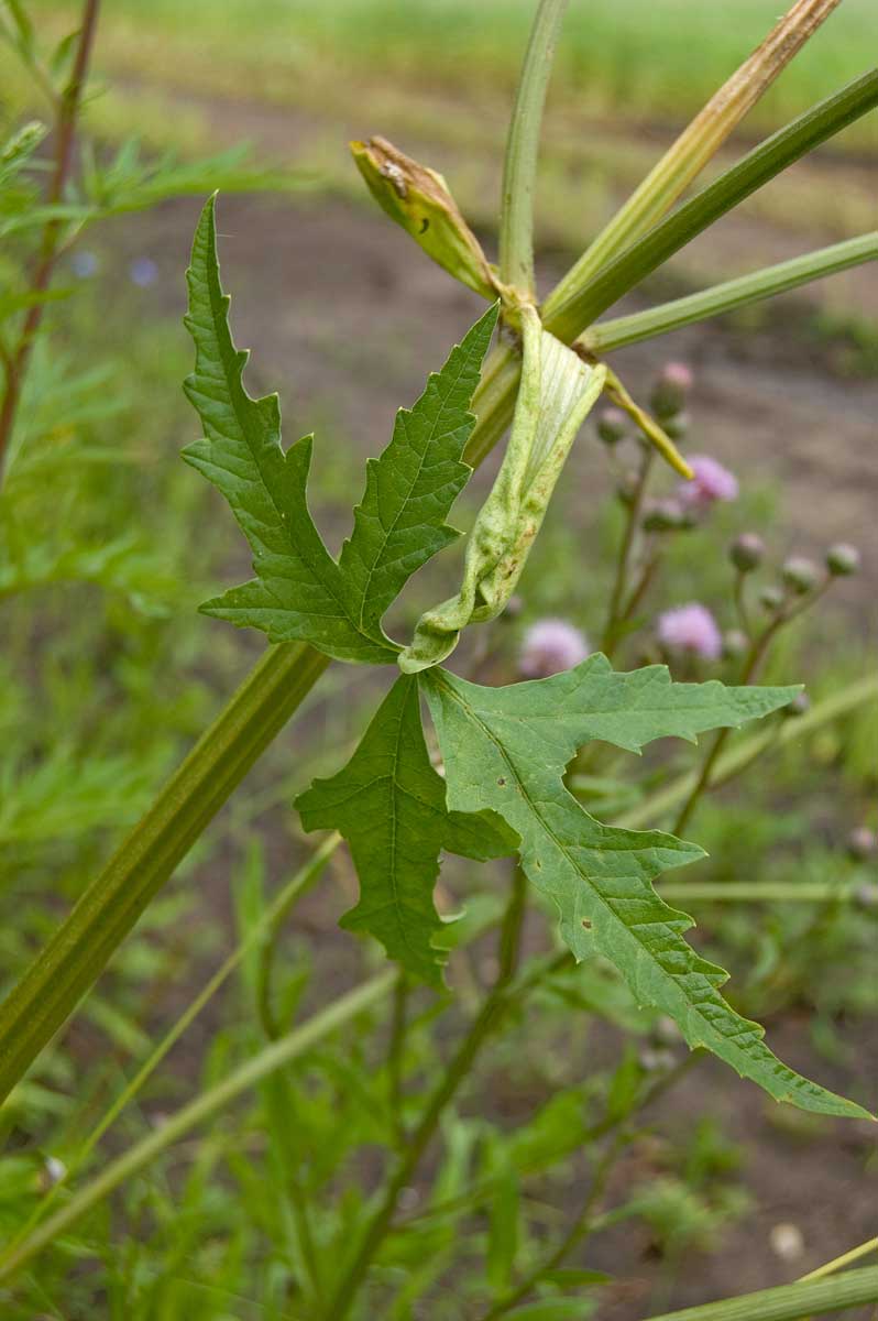 Image of Heracleum sibiricum specimen.