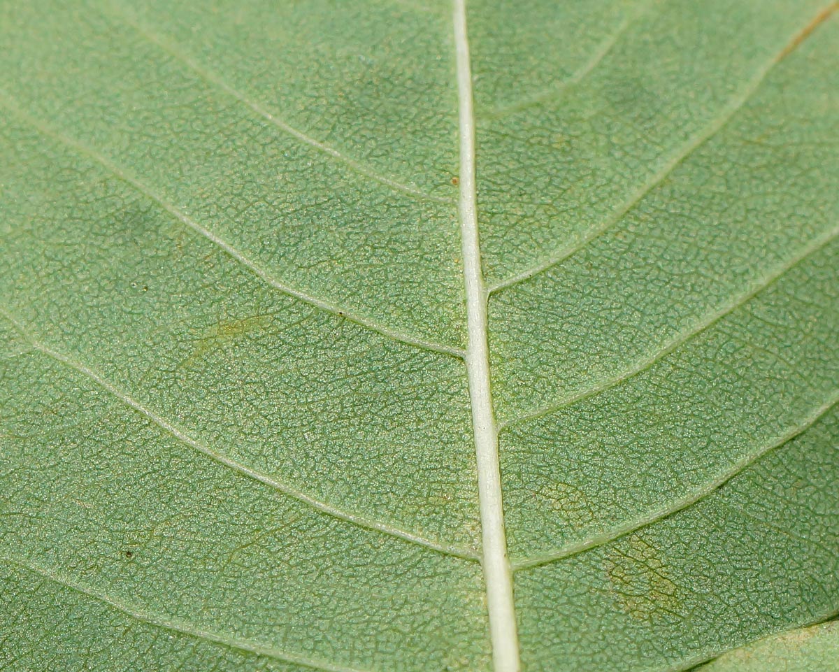 Image of genus Amelanchier specimen.