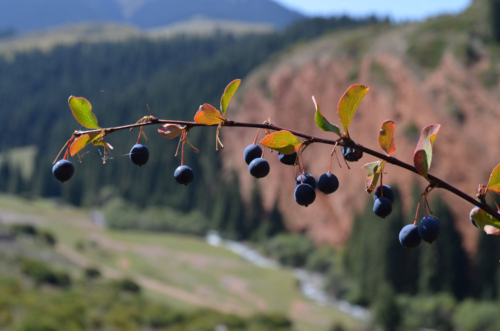 Изображение особи Berberis sphaerocarpa.