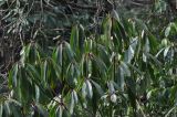 Daphniphyllum macropodum