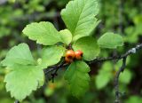 Crataegus dahurica. Верхушка веточки с плодами. Якутия, окр. с. Ст. Табага, склон сопки. 02.08.2016.