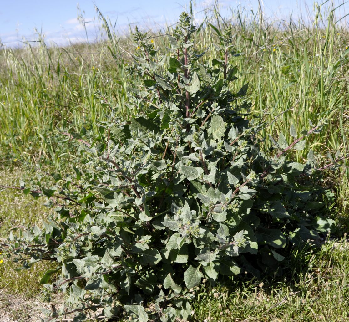 Image of Beta maritima specimen.