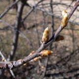 Padus virginiana. Часть веточки с почками. Свердловская обл., г. Екатеринбург, пос. Шабровский, дачный участок. 30.05.2017.