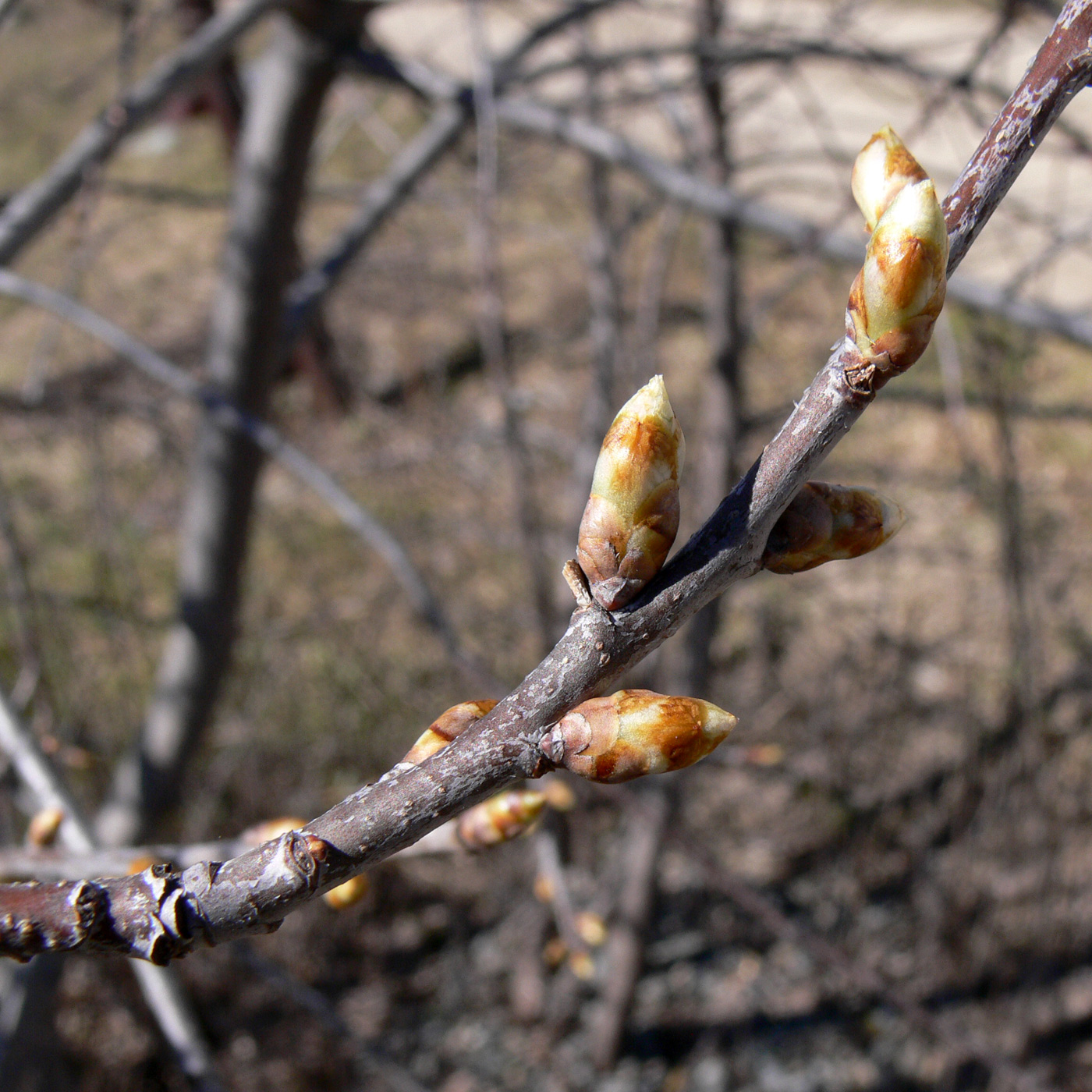 Image of Padus virginiana specimen.