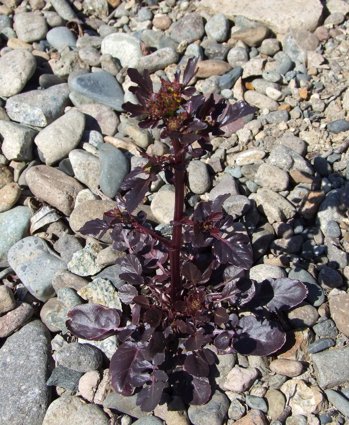 Image of Barbarea orthoceras specimen.