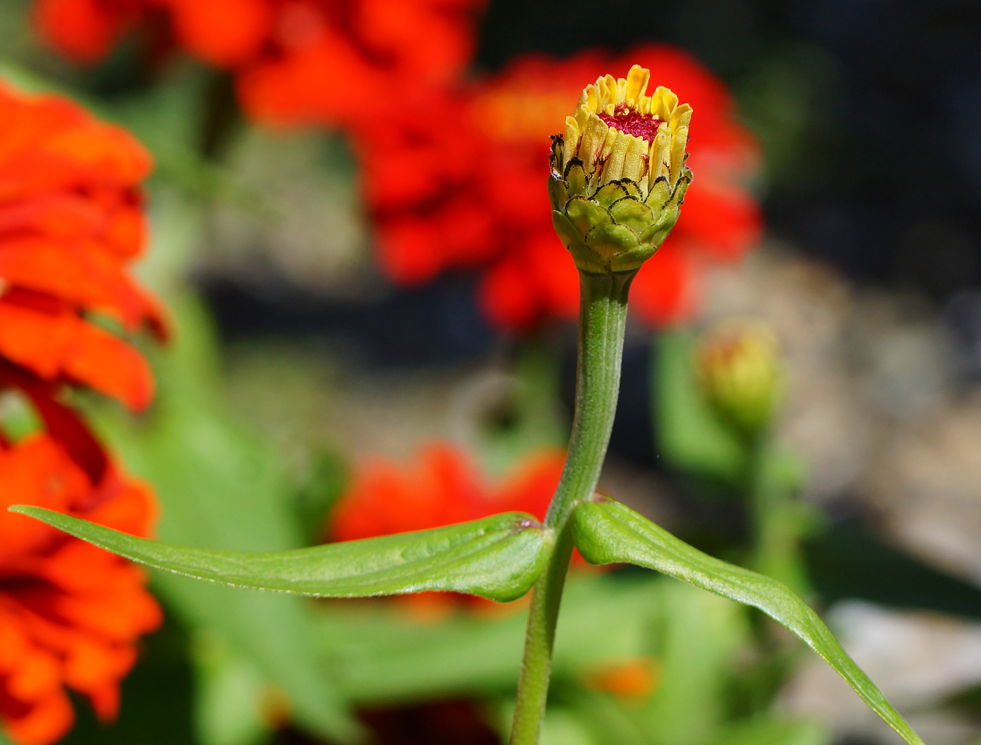 Image of Zinnia elegans specimen.