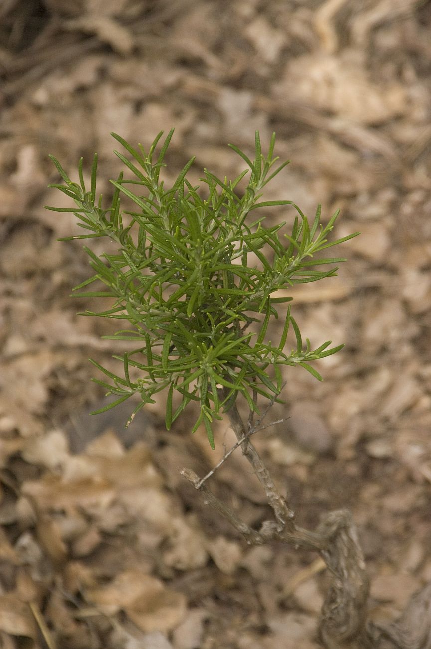 Изображение особи Rosmarinus officinalis.