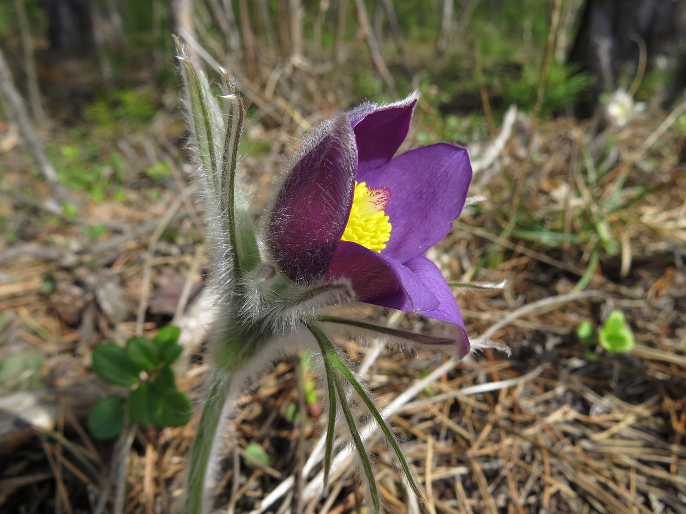 Image of Pulsatilla multifida specimen.