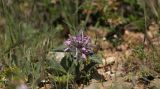 Phlomoides boraldaica