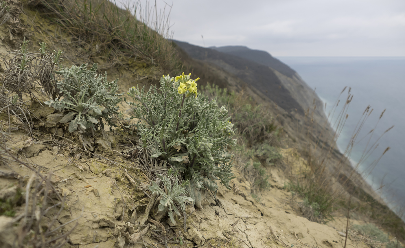 Image of Matthiola odoratissima specimen.