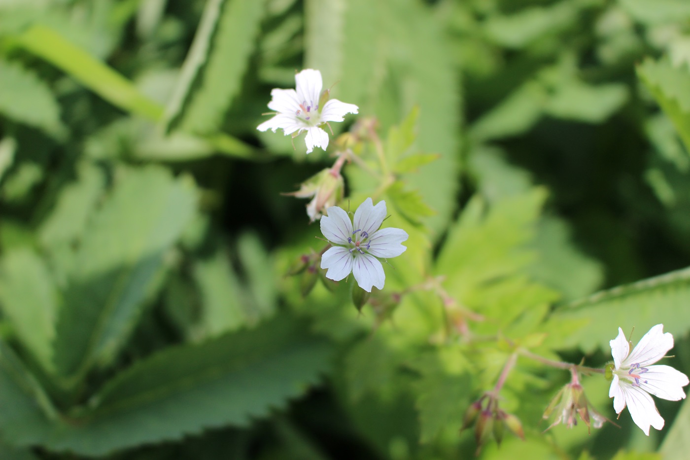 Image of Geranium krylovii specimen.