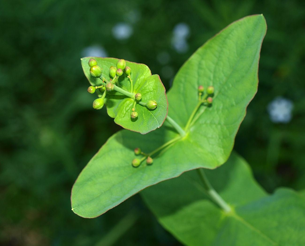 Image of Hypericum bupleuroides specimen.