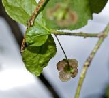 Euonymus verrucosus