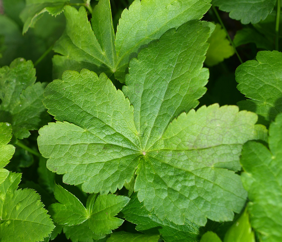 Image of Astrantia pontica specimen.