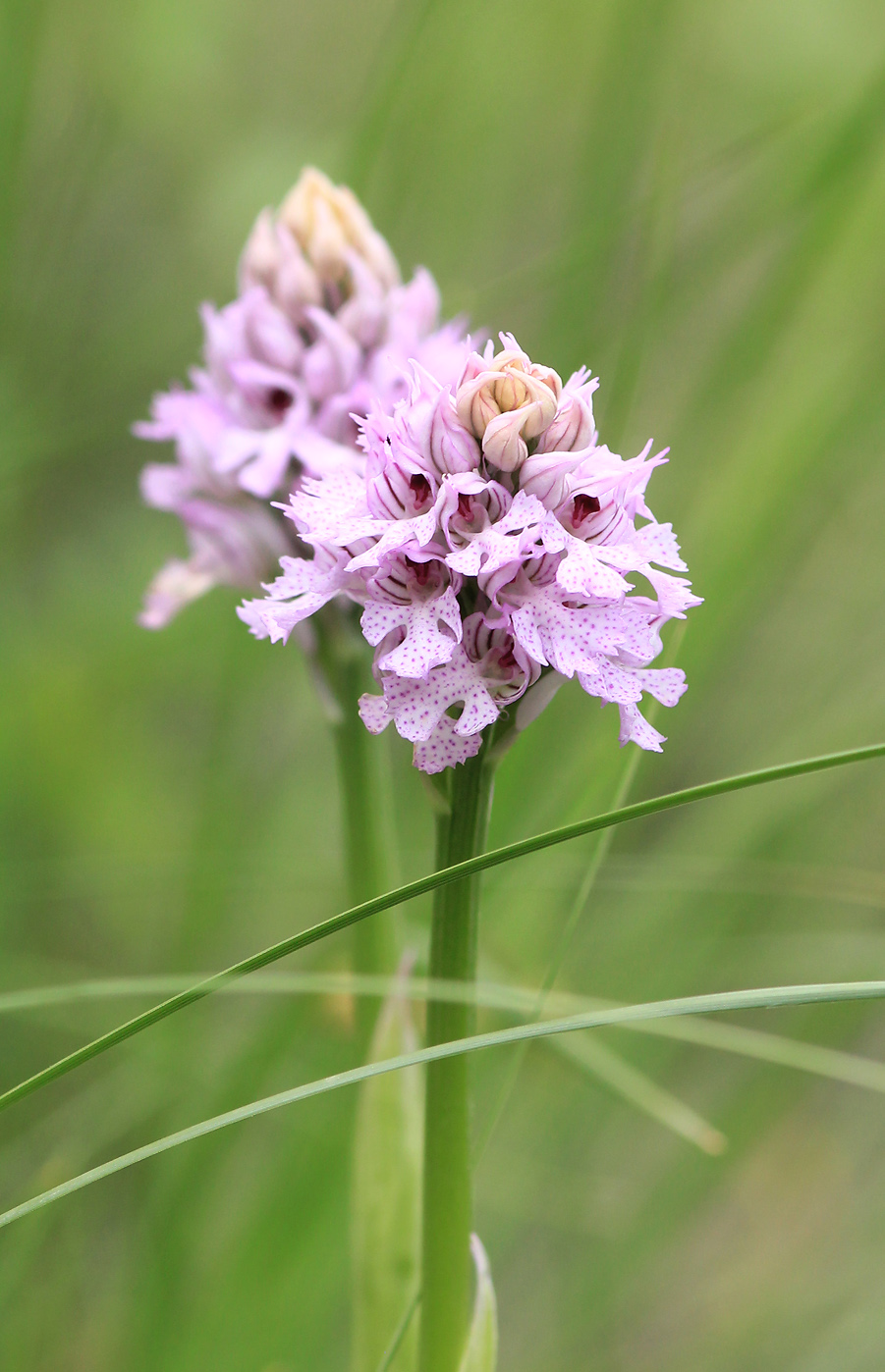 Image of Neotinea tridentata specimen.