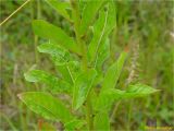 Oenothera biennis. Средняя часть соцветия. Украина, Львовская обл., Сколевский р-н, национальный природный парк \"Сколевские Бескиды\", окр. с. Каменка, луг. 28.05.2018.