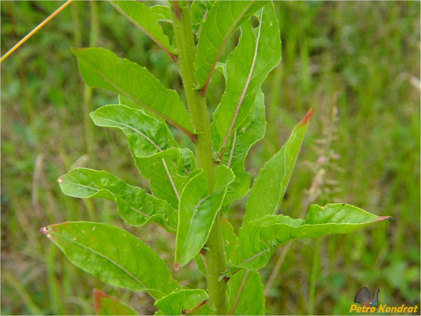 Image of Oenothera biennis specimen.