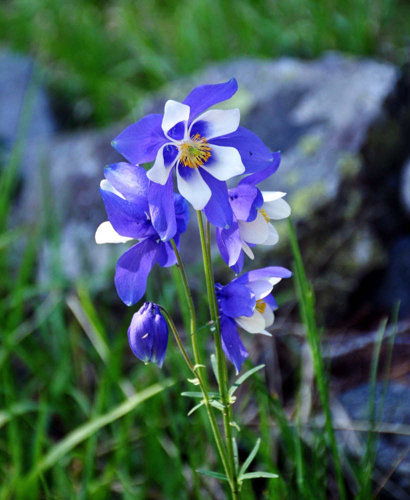 Image of Aquilegia jucunda specimen.