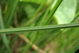 Carex aquatilis. Абаксиальная сторона листа. Нидерланды, провинция Drenthe, национальный парк Drentsche Aa, заболоченный луг в пойме реки Oudemolense Diep. 13 июня 2010 г.