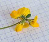 Image of taxon representative. Author is Игорь Павлов